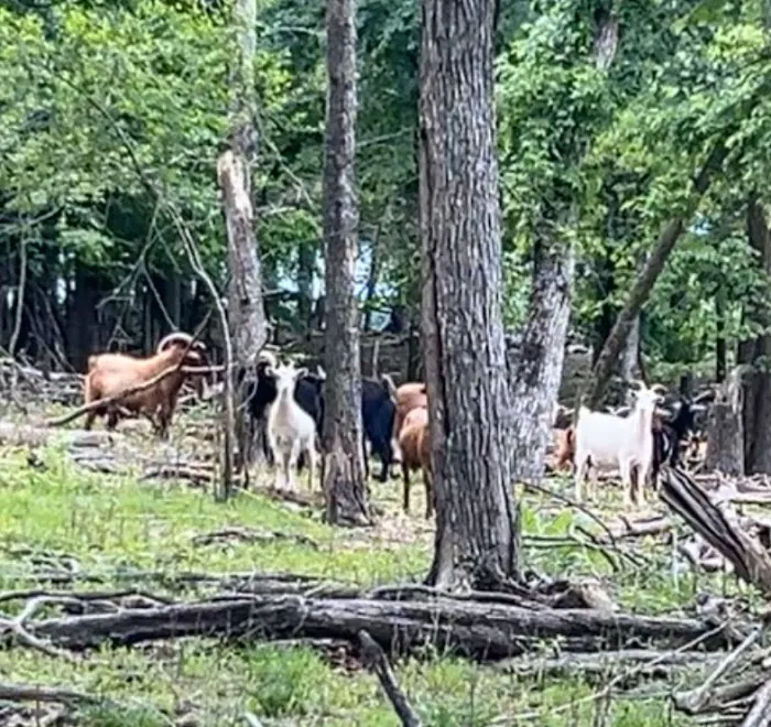 The real Goat Island 3