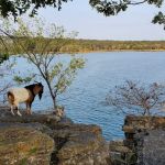 The real Goat Island