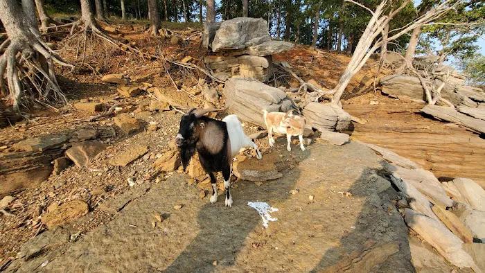The real Goat Island 7