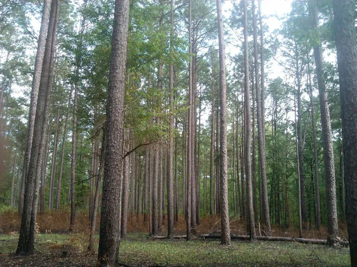 Marathon Campground 7