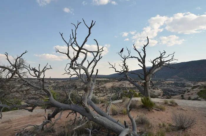 Natural Bridges National Monument Campground 0