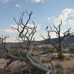 Natural Bridges National Monument Campground