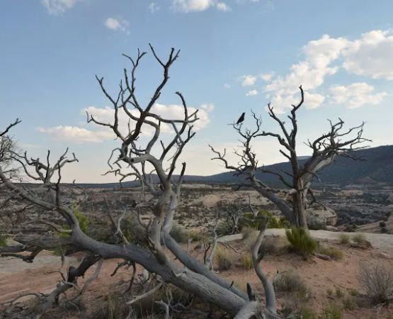 Natural Bridges National Monument Campground