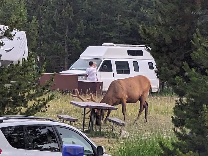 Bridge Bay Campground 1