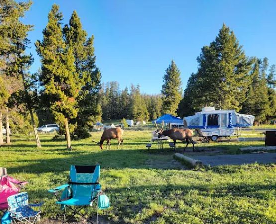 Bridge Bay Campground