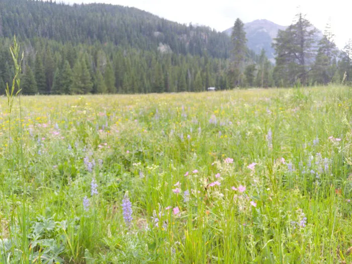 Soda Butte Campground 4