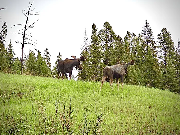 Soda Butte Campground 5