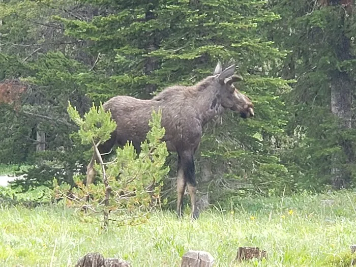 Colter Campground 7