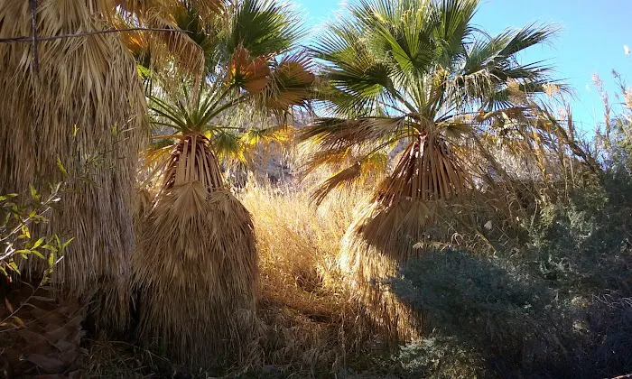 Agua Caliente Campground 6