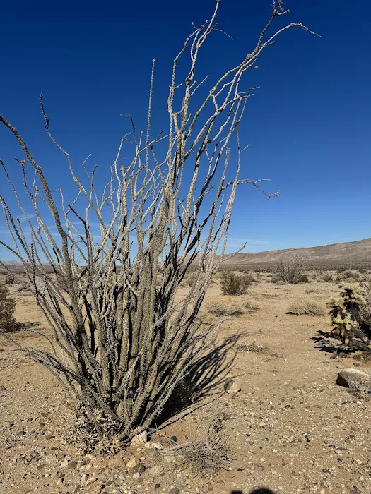 Coyote Mountains Wilderness 7
