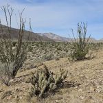 Coyote Canyon campsite