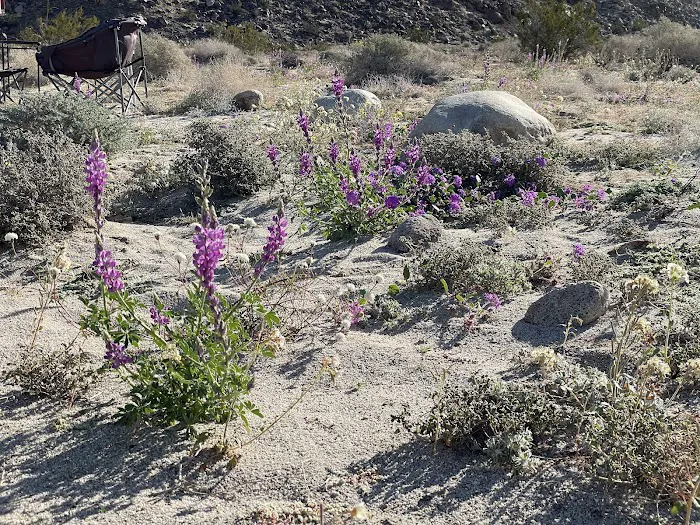Coyote Canyon campsite 8