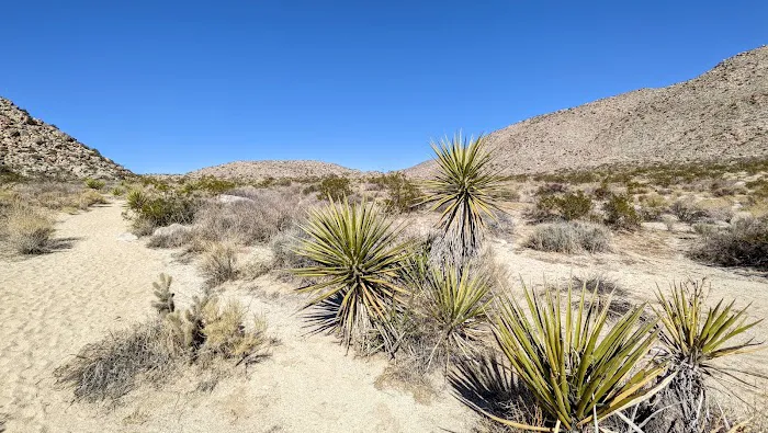 Blair Valley Campground 3