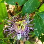 Trent River Campground