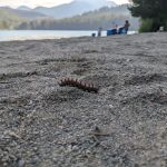 Lake Easton State Park Campground