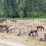 Cayuse Horse Camp