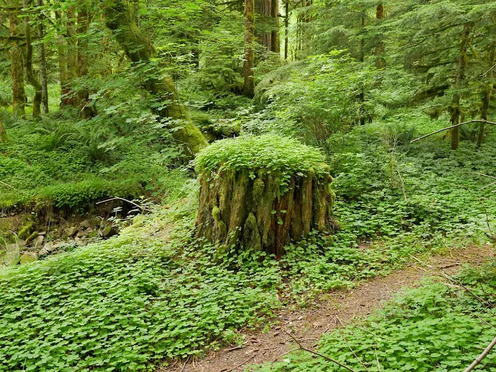 Merrill Lake Campground 5