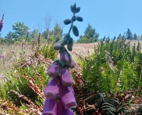 Beaver Bay Campground