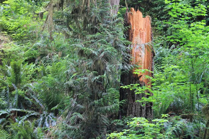 Clear Creek Campground 1