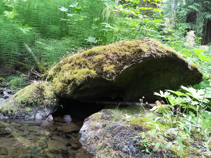Campbell Tree Grove Campground 8