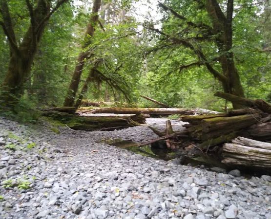 Campbell Tree Grove Campground