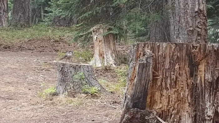 Cougar Flat Campground 1