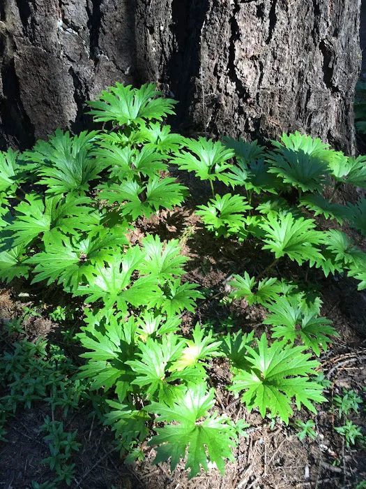 Pine Needle Group Site 1