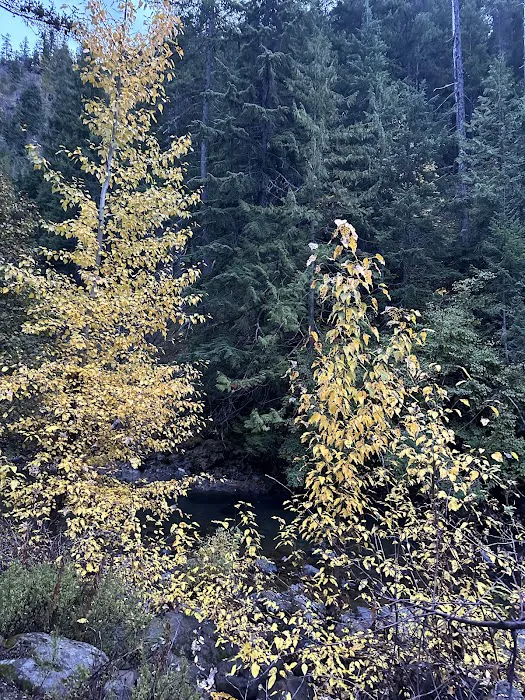 Pine Needle Group Site 0