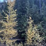 Pine Needle Group Site