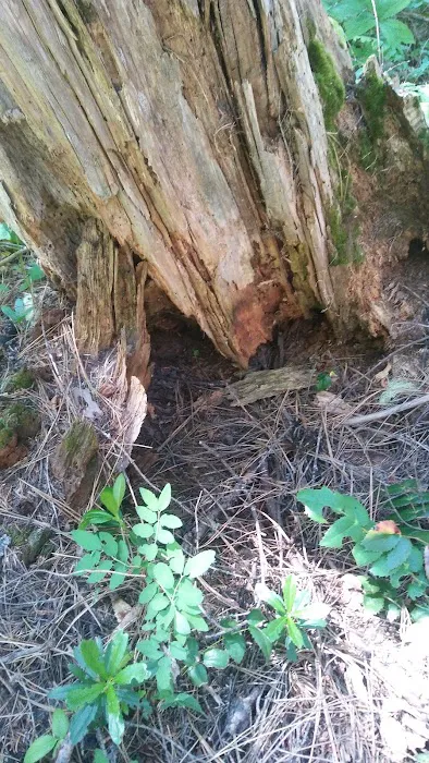 Cedar Springs Campground 8
