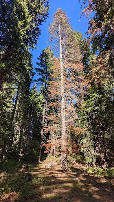 Cedar Springs Campground 1