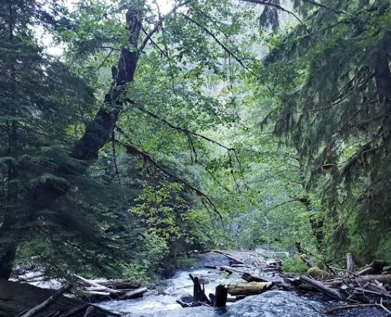 Nine Stream