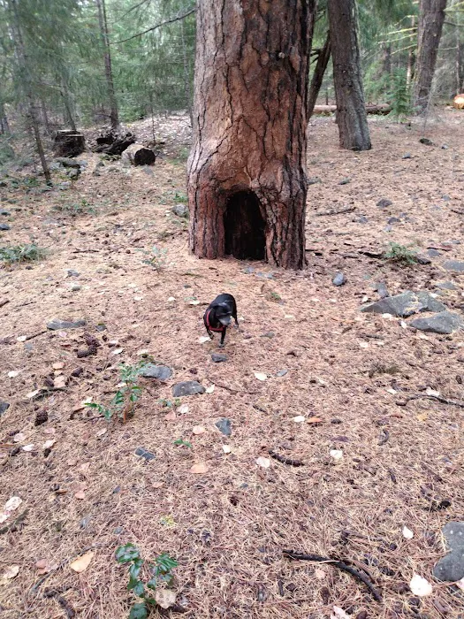 Longmire Meadow 3