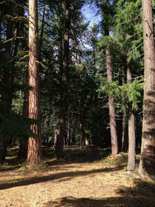 Longmire Meadow 5