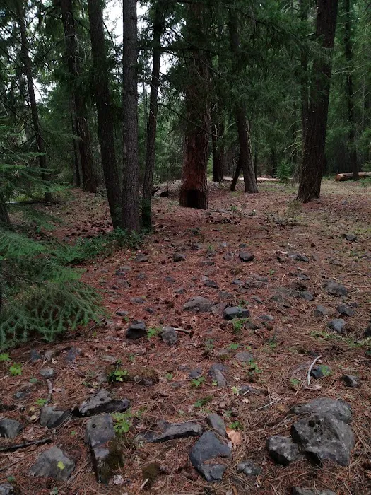 Longmire Meadow 6