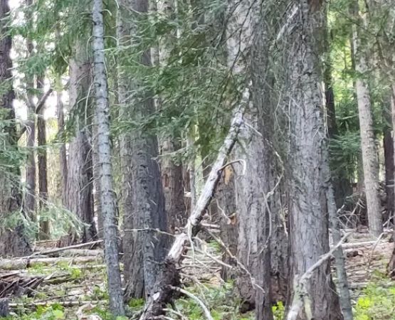 Kaner Flat Group Campsite