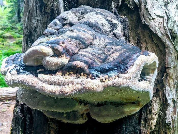 Flapjack Lakes 7