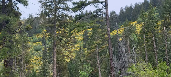 Blackpine Lake Campground 0