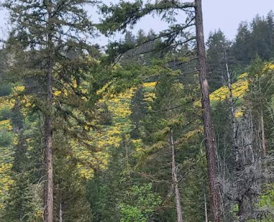 Blackpine Lake Campground