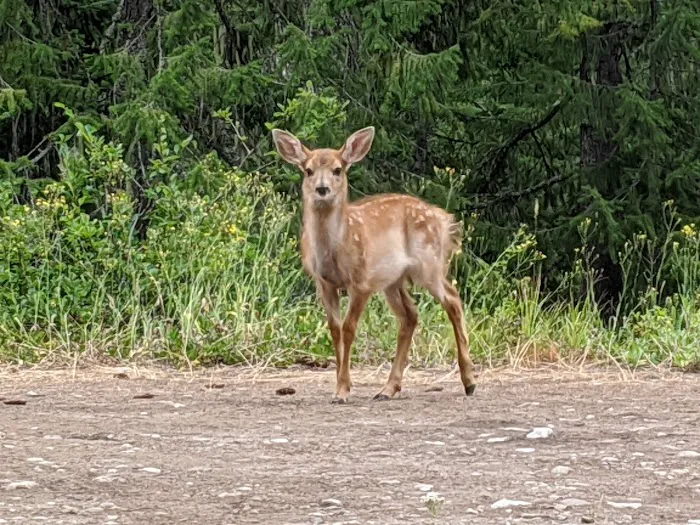High Bridge Campground 1