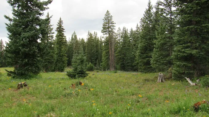 Spruce Grove Campground 6