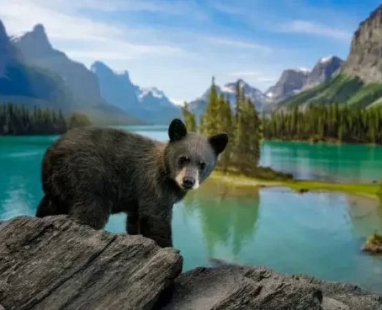 Best Practices for Wildlife Viewing Responsibly