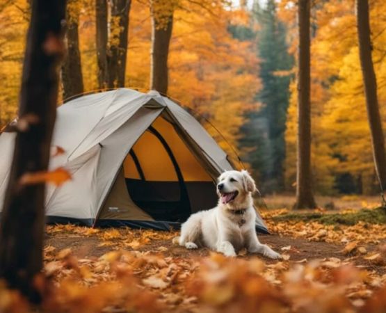 Camping on Quiet Farms with Pet-Friendly Policies for a Peaceful Getaway