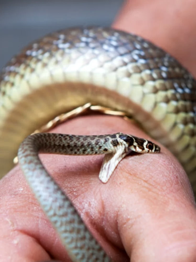 How to Deal with Snake Bites from Non-Venomous Snakes Safely