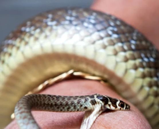 How to Deal with Snake Bites from Non-Venomous Snakes Safely