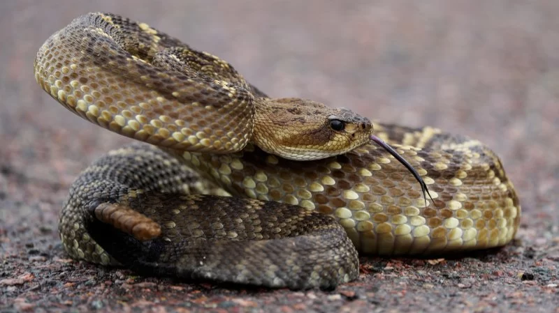 How to Deal with Snake Encounters While Camping: Expert Tips and Safety Measures