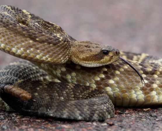 How to Deal with Snake Encounters While Camping: Expert Tips and Safety Measures