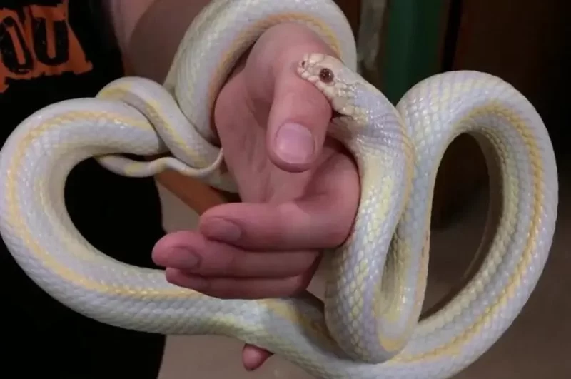 How to Deal with Snake Bites from Non-Venomous Snakes — Safe and Practical Guide