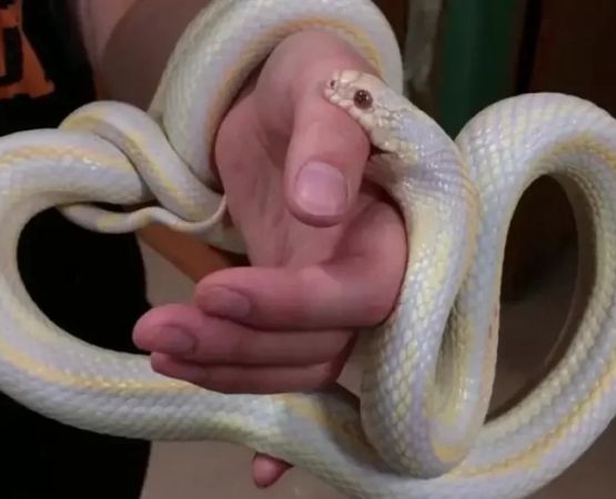 How to Deal with Snake Bites from Non-Venomous Snakes — Safe and Practical Guide