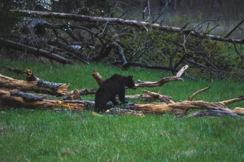 Tips for Planning a Backpacking Trip in Grizzly Bear Country